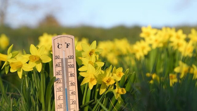 Thermometer with daffodils flowers, blue sky and sun, measure the temperature, weather forecast, sunny day in spring