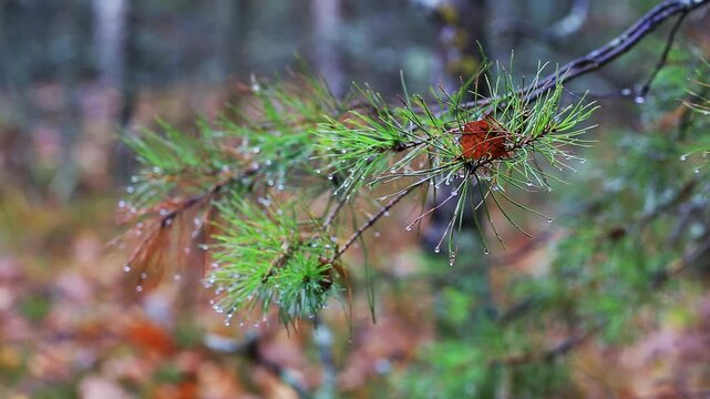 Detail of vibrant green pine needles covered with glistening water droplets after recent rain or morning dew. Blurred background shows autumnal forest floor with fallen leaves.