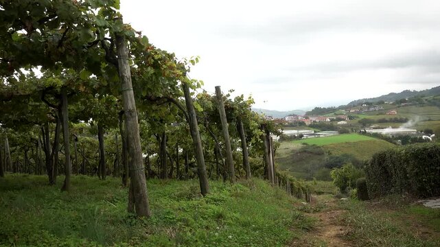 4K footage of the txakoli fruit plant in the Basque Country, Spain