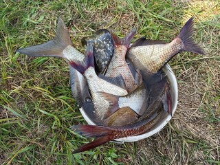Live fish are in the bucket, bream tails, a good catch.