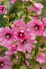 Obraz premium pink mallow flowers on a branch.