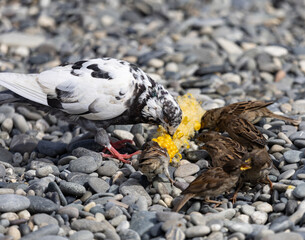 Fototapeta premium A group of birds are eating seeds on a rocky surface