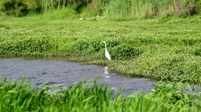 White Egret in Erhai Lake Wetland Marsh, Dali