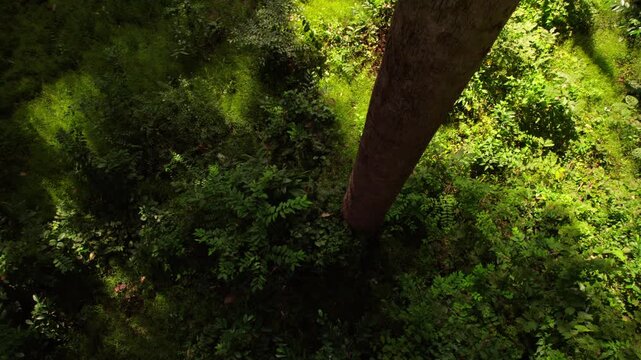 Cinematic vertical drone descent on a single majestic tree trunk, with visible afternoon sunbeams and light rays piercing through the forest canopy to the floor.