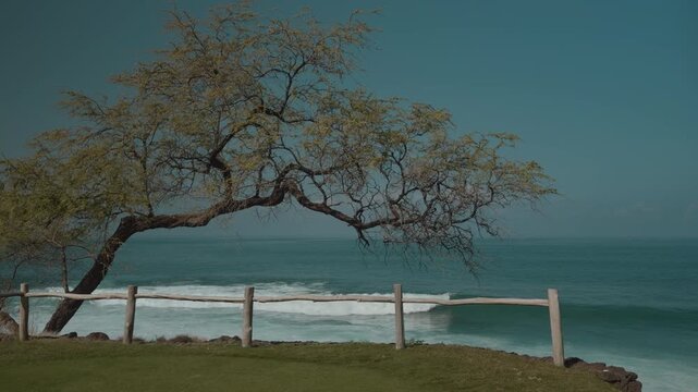 Neltuma pallida (formerly Prosopis pallida) is a species of mesquite tree. It has the common names kiawe (in Hawaii). Mauna Kea Beach Drive, The Big Island (Hawaiʻi Island). Pacific Ocean