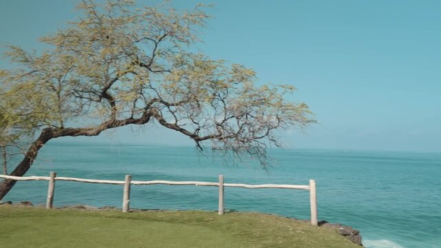 Neltuma pallida (formerly Prosopis pallida) is a species of mesquite tree. It has the common names kiawe (in Hawaii). Mauna Kea Beach Drive, The Big Island (Hawaiʻi Island). Pacific Ocean