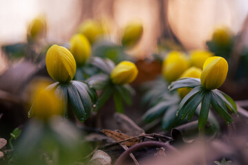 Ranniki – pierwsze wiosenne kwiaty w lesie w ciepłym porannym świetle © Elżbieta Kaps