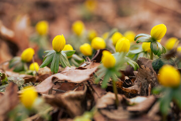 Ranniki – pierwsze wiosenne kwiaty w lesie w ciepłym porannym świetle © Elżbieta Kaps