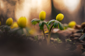 Ranniki – pierwsze wiosenne kwiaty w lesie w ciepłym porannym świetle © Elżbieta Kaps