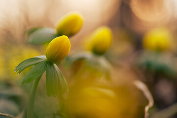 Ranniki – pierwsze wiosenne kwiaty w lesie w ciepłym porannym świetle © Elżbieta Kaps
