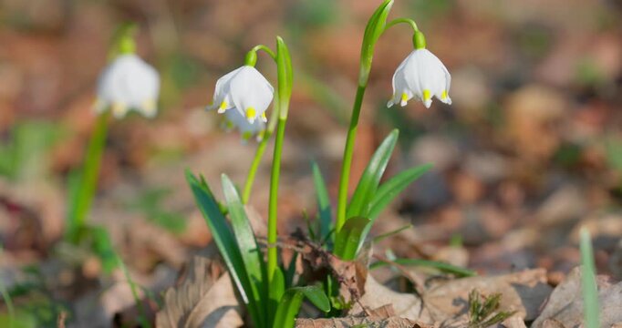 Spring Snowflake (Leucojum vernum) Flower Blooming in Forest, Croatia