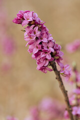 Kwitnący wawrzynek wilczełyko w porannym świetle wiosennego lasu © Elżbieta Kaps