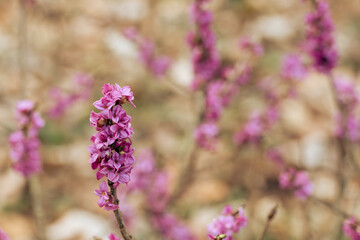 Kwitnący wawrzynek wilczełyko w porannym świetle wiosennego lasu © Elżbieta Kaps