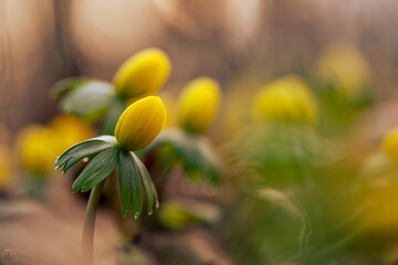 Ranniki – pierwsze wiosenne kwiaty w lesie w ciepłym porannym świetle © Elżbieta Kaps