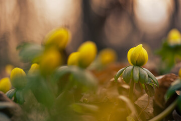 Ranniki – pierwsze wiosenne kwiaty w lesie w ciepłym porannym świetle © Elżbieta Kaps