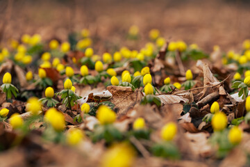 Ranniki – pierwsze wiosenne kwiaty w lesie w ciepłym porannym świetle © Elżbieta Kaps