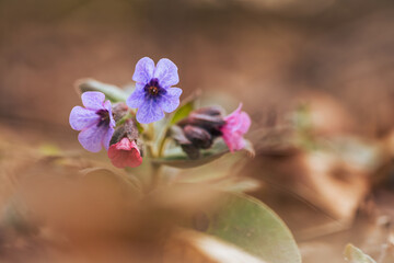 Wiosenne kwiaty w ciepłym porannym świetle, naturalna fotografia przyrodnicza © Elżbieta Kaps