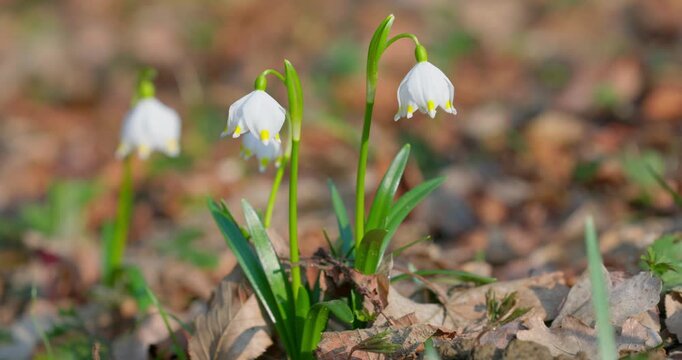 Spring Snowflake (Leucojum vernum) Flower Blooming in Forest, Croatia