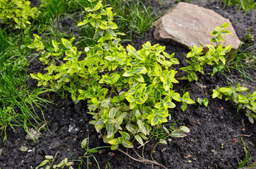 Colorful leaves of Euonymus fortunei in the backyard, used as an ornamental plant in gardening. Family name Celastraceae, Scientific name Euonymus fortunei