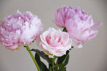 Fototapeta premium 薔薇と芍薬
