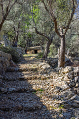 Stone staircase to old stone house in an olive grove © Lars Johansson