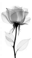 Naklejka premium X-ray of a delicate rose revealing intricate petal structure and stem details