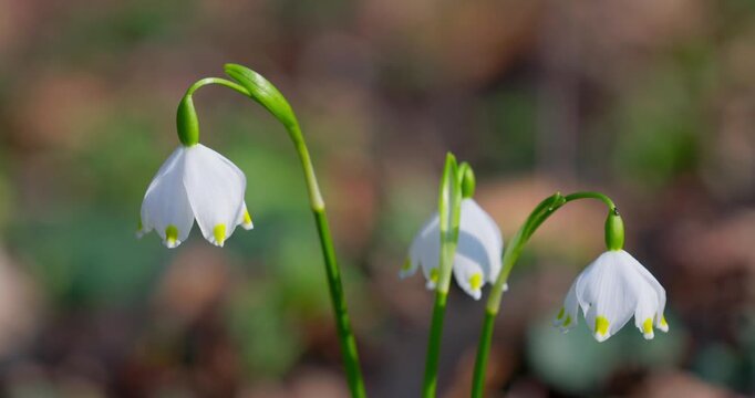 Spring Snowflake (Leucojum vernum) Flower Blooming in Forest, Croatia