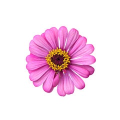 pink daisy isolated on white background