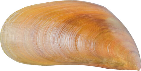 Top View Cut Out of Single Brown Perna Viridis Green Mussel Shell © Andi Budiman