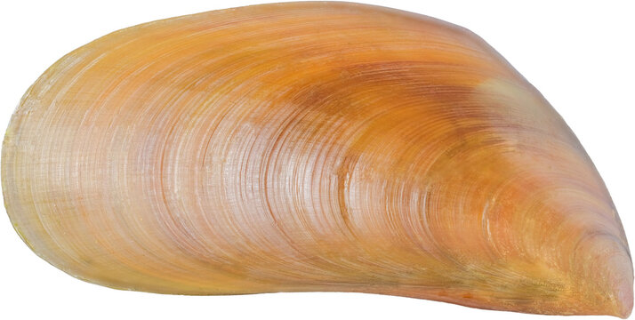 Top View Cut Out of Single Brown Perna Viridis Green Mussel Shell