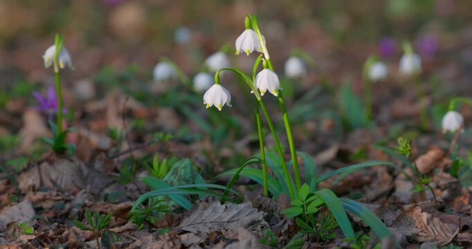 Spring Snowflake (Leucojum vernum) Flower Blooming in Forest, Croatia