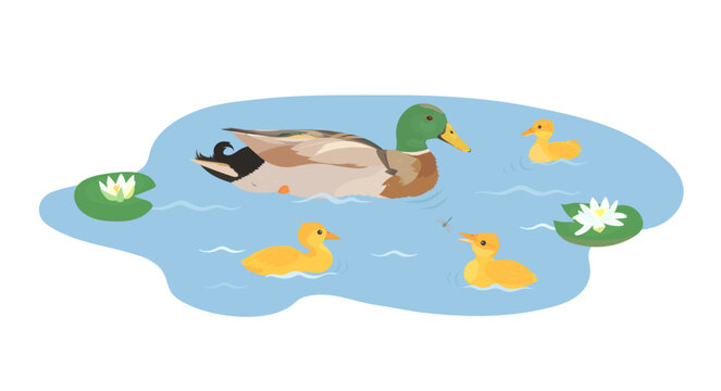Cartoon duck and ducklings family set. Cute farm birds swimming in pond. Vector hand drawn illustration isolated on white background. Set of poultry animal clip art.