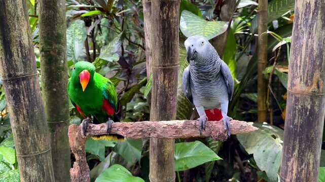 Two Parrots Sitting on Tree Branch Among Tropical Plants