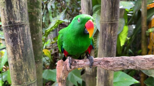 Eclectus Parrot Sitting on Tree Branch Among Tropical Plants