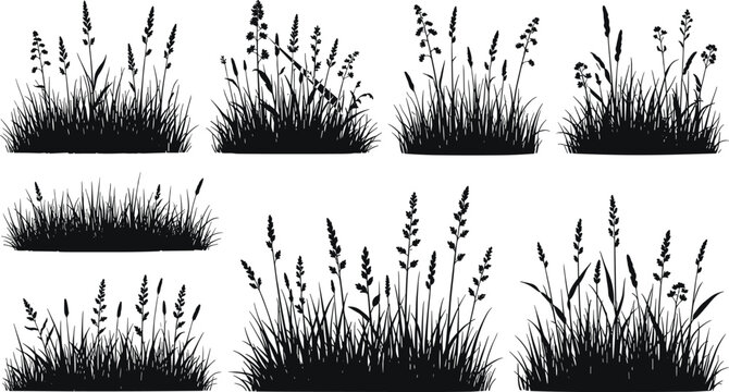 Set of grass and wildflower silhouettes isolated on light background, detailed black vector illustration collection for meadow landscapes, natural borders, and botanical design projects.
