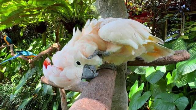 Moluccan Cockatoo Parrot on Tree Branch Among Tropical Plants