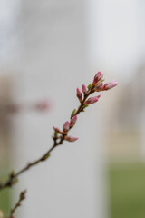 Close-up of pink flower buds on a branch against a blurred background. The scene captures the essence of spring and new beginnings.