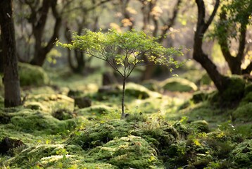 A small tree grows amidst mossy rocks in a shaded forest.