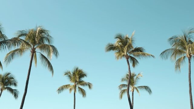 The coconut (Cocos nucifera) is a member of the palm family (Arecaceae) and the only living species of the genus Cocos.  Mauna Kea Beach Drive, The Big Island (Hawaiʻi Island).
