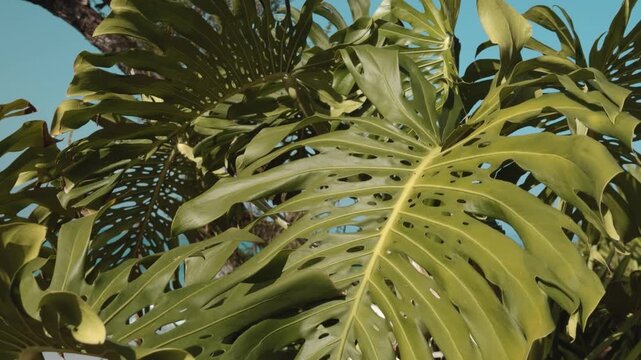 Monstera deliciosa, the Swiss cheese plant or split-leaf philodendron is a species of flowering plant. Family Araceae. Mauna Kea Beach Hotel, The Big Island (Hawaiʻi Island).