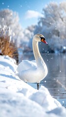 Obraz premium Elegant swan stands gracefully in a snow-covered landscape beside a calm lake