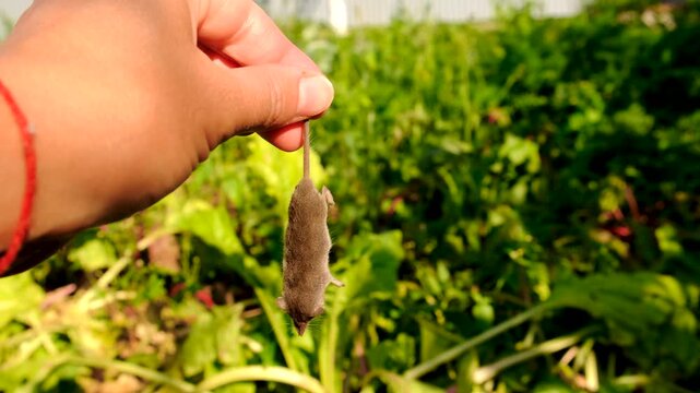 A dead mouse with a pancake nose. Selective focus.