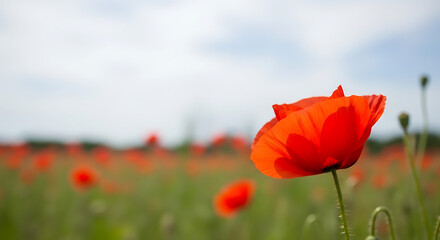 Fototapeta premium Vibrant poppy flowers bloom in a lush green field under a cloudy sky with a single poppy in sharp focus.
