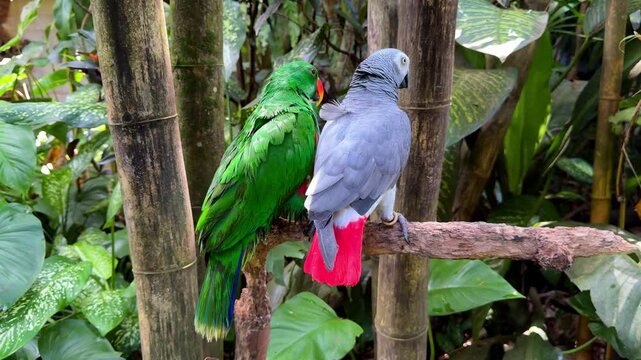 Two Parrots Sitting on Tree Branch Among Tropical Plants
