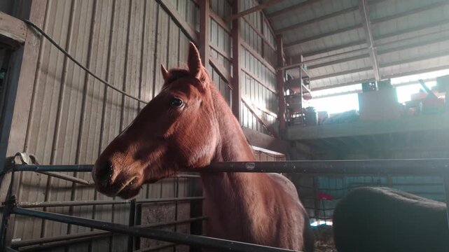 A horse in a sunny barn with visible breath on a chilly day.
