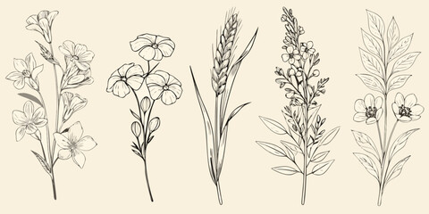 Delicate botanical illustration featuring various sketched wildflowers and grasses © Piku