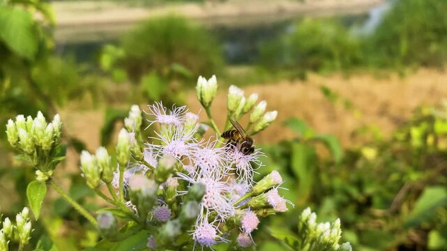 Bee feeding on nectar from Christmas bush flowers in Bangladesh, South Asia.