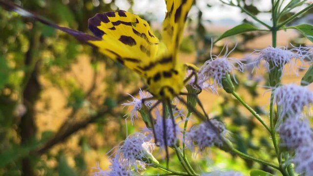 close up shot of false tiger moth on flower garden in rural Bangladesh.