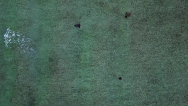 Group of sea turtles swimming gracefully across clear, shallow ocean water, viewed from an aerial perspective. Marine life habitat. Fabulous aerial view overflight flyover drone