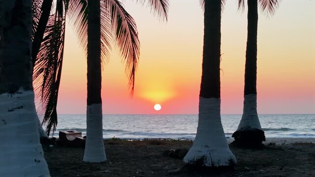 Front pan through palm trees reveals magical sunset